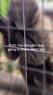 Crunch. Munch. Repeat. 🥜🐒😤😆🔥.
.
#sanctuarylife #volunteer #animallovers #primatesarenotpets #primates