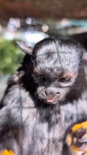 🐒💛✨ TINY MONKEY ALERT ✨💛🐒
🔊🥹 Her little sound is EVERYTHING 💫

#volunteer #sanctuarylife #primatesarenotpets #animallovers #volunteer