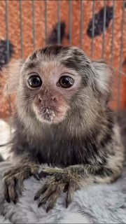 Sometimes the right souls find each other at exactly the right time ✨

After losing her partner of more than 15 years, our golden-handed Tamarin Tammy was really struggling. Given her age and how long they’d been together, we were worried about her. We moved her closer to the sanctuary house so she could be part of the daily hustle and bustle and have more interactions — she’d been quite isolated before — but we could see her heart was still heavy.

And then, almost like magic… within a week of her partner passing, we were contacted by a vet about a baby marmoset, around four months old, who needed a rescue placement.

So Theo came to us 💛
Tiny. Terrified. All alone.

At that age, babies still need their mums. They need warmth. They need something to cling to. So we gently introduced Theo into Tammy’s enclosure and sat with them.

Almost immediately, he calmed down. He chose her.
And Tammy? She softened. She settled. She found purpose again.

Now… just wait until you see the last clip of this reel — Tammy and Theo cuddled up together, exactly where they both belong 🥹.
.
#primatesarenotpets #surrogate #volunteer  #FYP #primates