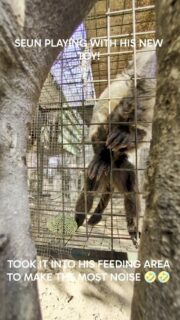 We regularly give out new toys to keep everyone stimulated. They are so intelligent we need to be creative, so you may see boxes/balls etc. in their enclosures . Here Seun is in one of his food area, enjoying his favorite thing... banging things around!! 🤣🤣🤣
#reel #animals #lovewhatyoudo #fypage #reels
