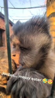 Snack time today...peanuts! Jordan, here at the front of one of the enclosures particularly enjoys making a mess!
#reels #volunteer #fypreels #animals #love
