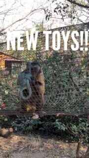 More of our residents enjoying the donation of toys...
As ex pets they are used to extra stimulation, and they really get excited by new things to destroy 🤣 
You can also see more of our tunnels here.
#reels #fypage #happiness #animals #reel