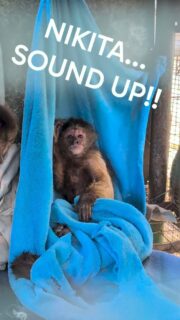 NIKITA in one of the enclosed bedrooms, enjoying the clean blankets and flirting with our volunteers.
#reels #loveher #cute #fypシ❤️💞❤️ #reel