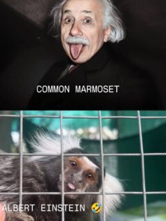 It's #funny how people and #animals can #lookalike 🤣🤣🤣 @merle.schuu thank you for the perfect image!
#funnyanimals #fypage