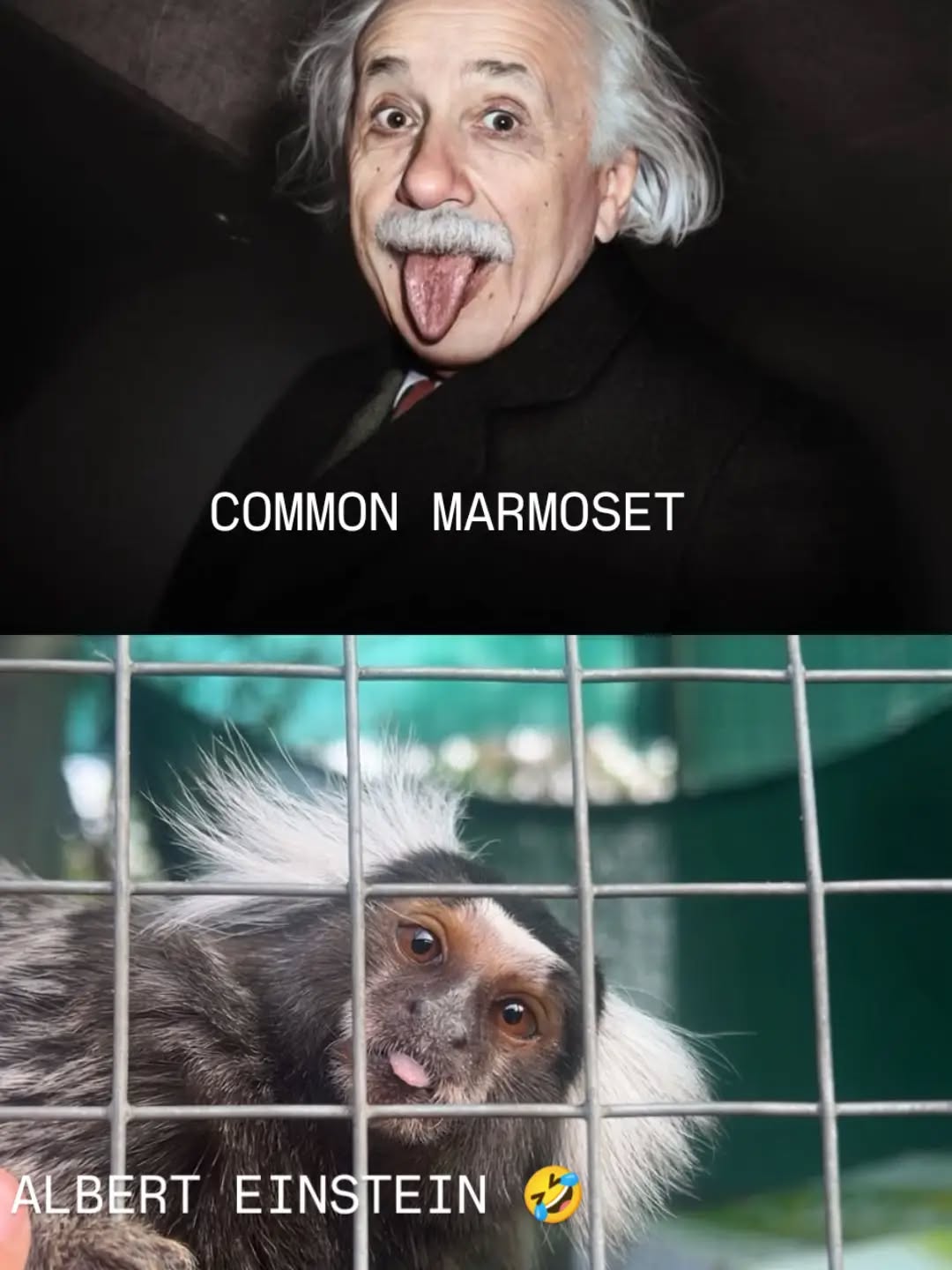 It's #funny how people and #animals can #lookalike 🤣🤣🤣 @merle.schuu thank you for the perfect image!
#funnyanimals #fypage