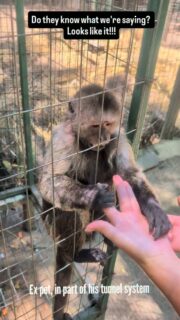 So intelligent, and they #love to mess with us!! For ex pets human interaction and grooming is part of ensuring their happiness. This is part of a tunnel system that allows this easily.
#fypage #travelgram #animals #reels