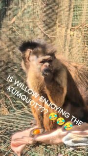 More kumquat #fun 🤣🤣 Do you think Willow enjoyed it? We do ,🤣🤣 #reels #loveit #fyp #volunteer