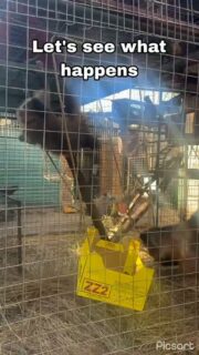 Clean enclosure, new enrichment... We don't expect it to last long!! 🤣🤣 Thank you @merle.schuu for the video!! 
#reel #fypreels #fyp #cute #animals