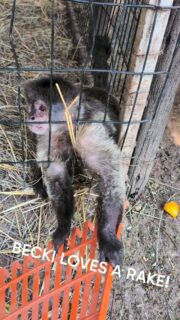 Becki showing happy lip smacking and play face (open mouth/smiling) ...she loves to grab tools and she's very quick!! 
Love #animals ? Why not #volunteer ??? 
#reels #fyp #charity