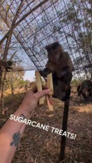 More treat time!! Just a few of our residents enjoying sugarcane!
#reels #fypシ❤️💞❤️ #travel #animals #volunteer