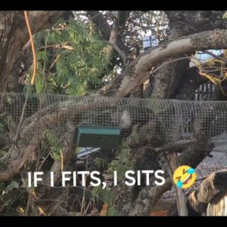 Don't ask how he got hold of a food tray!!! 🤣🤣 Luke enjoyed skating/sledging for a few days in the tunnels, then we got it back. Eventually!! Follow for more monkey antics!!
#funny #animals #fyp #reels #viral