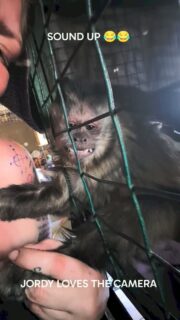 Jordy boy with one of his long term carers, having a cuddle and loving the camera! This is one of the indoor bedroom areas which is why it looks smaller. Followers will know, Jordan was born very ill and had to be hand reared and integrated into a group.
#reelitfeelit #loveanimals #fypage #fyp #reels