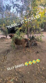 Paddy, realizing he can tickle himself!! 🤣🤣 He was found abandoned at the end of our road, and made himself at home! Here at IPR.
#loveanimals
#dogsofinstagram #reels #fyp #happiness