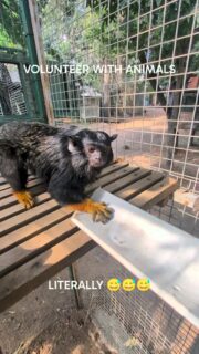 Throwback to construction of Tammy's new enclosure, she wanted to help 🤣🤣
#fypシ❤️💞❤️ #loveanimals #reels #holiday #fypreels
