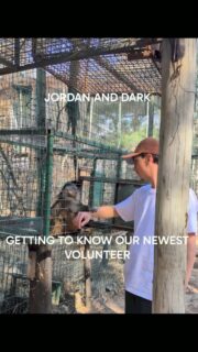 We have areas that allow as much human interaction as they want. Separate food areas and access areas as you see here.
It's rare to be accepted so quickly..@nicopaviolo_ they clearly #love you already!!
#fyp #loveanimals #reel #volunteer