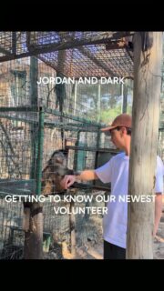 At the front of the enclosures we have areas that enable easy contact. IF wanted! Here we see @nicopaviolo_ being groomed and welcomed by Dark and Jordy, a high compliment so soon!!!
#travel #reels #volunteer #cute #fyp