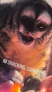Panda, our Owl monkey, ignoring everything for a #snack!! 
#fypage #fypシ❤️💞❤️ #reelinstagram #reels fyp