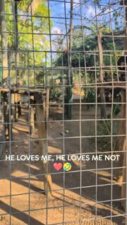 Luke, enjoying the flowers! Here he is in one of his enclosures that he shares with two other ex pets, Follow for more!
#fyp #reel #animals #reels #fypシ❤️💞❤️