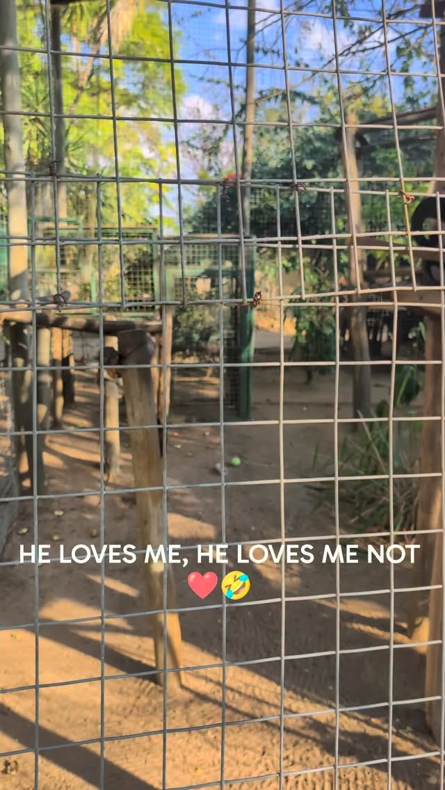 Luke, enjoying the flowers! Here he is in one of his enclosures that he shares with two other ex pets, Follow for more!
#fyp #reel #animals #reels #fypシ❤️💞❤️