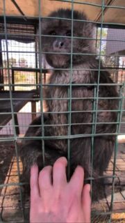 Peanut being very flirty, who could resist such perfection!!! 🤣🤣 He's in one of four enclosures that he has access to. 
#fypage #reelitfeelit #reels #animals #fypppppppppppppppppppppppppppppppppppppppppppppppppppppppppppppppppppppp @volunteerworld_com