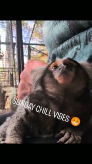 Some of our ex pets have human access areas, once used to contact they suffer emotionally without. This is Maui, our most friendly Common Marmoset! 
#fypシ❤️💞❤️ #fypreels #travel #reels #animals