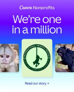 @canva has a wonderful project donating to charities. Fingers crossed they see our story! 🤣🥰
#canva1millionnfps #fypシ❤️💞❤️ #animals #charity #loveit