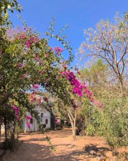 #springhassprung here in #southafrica 😍😍😍 Absolutely #beautiful ....we are lucky to be here on this amazing planet!
#fypreels #travel