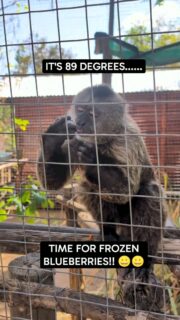 It might be spring, but 89 degrees is a bit much!! Enrichment today in the form of blueberries in ice cubes. A special treat!! Here we have Seun and Becki who came to us together, and joined by Luke. All ex pets and tbh the most trouble 🤣🤣🤣
#fypreels #animals #reels #fyp #reelitfeelit