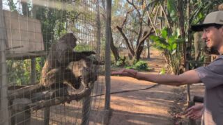 SEUN, Luke and Becki are three of our liveliest ex pets and as such volunteers make friends from a distance to start with. It didn't take @nicopaviolo_ very long at all!
#fyp #loveanimals #reels #charity #friends
