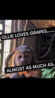 Ollie and Lizzie are doing really well. Our newest residents have several indoor enclosures and access to the outside. As we have begun the intro with an adult. All going great so far! They have literally come on leaps and bounds 🤣🤣
#animallovers #love #happy #reels #fypppppppppppppppppppppppppppppppppppppppppppppppppppppppppppppppppppppp