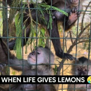 We have several lemon trees, and the monkeys love them! They use them as insect repellent and occasionally love the juice! Lucy's group were from a zoo, so don't really want human attention, but get excited when we bring them different enrichment! #loveanimals #fypage #reels #fyp #happiness